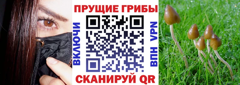 Псилоцибиновые грибы Psilocybine cubensis  где можно купить   Королёв 